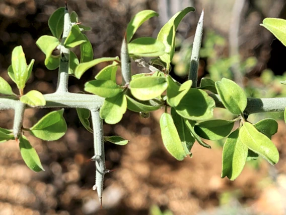 Ziziphus obtusifolia stem