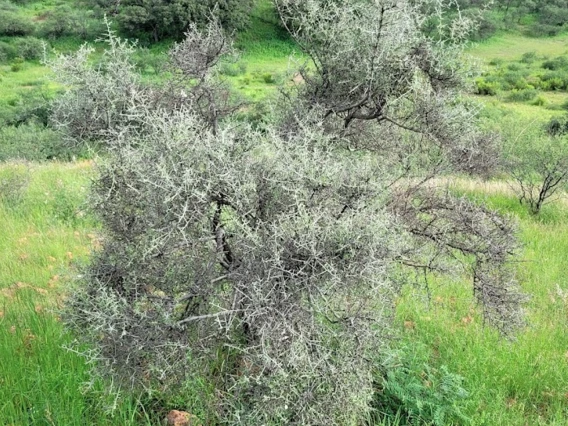 Ziziphus obtusifolia full plant