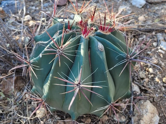 Ferocactus wislizeni young