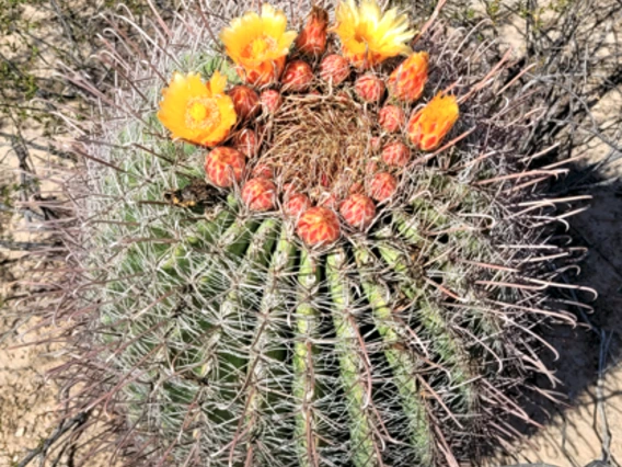 Ferocactus wislizeni flower