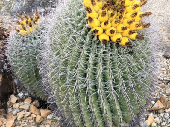 Ferocactus wislizeni fruit