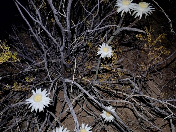 Peniocereus greggii flower