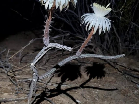 Peniocereus greggii full plant