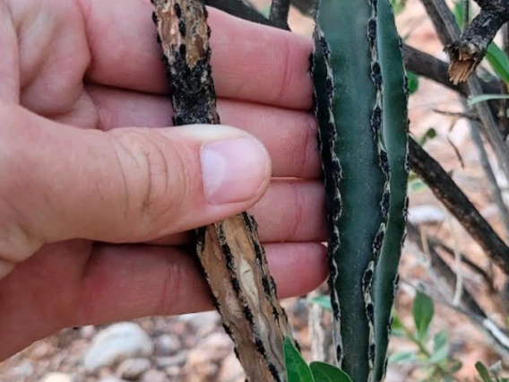 Peniocereus greggii stem