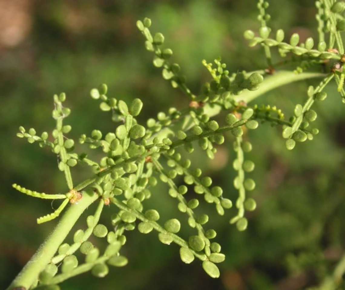 The foothills palo verde (Parkisonia florida) is native to the Sonoran desert and found in the foothills of the mountains surrounding the UA campus.
