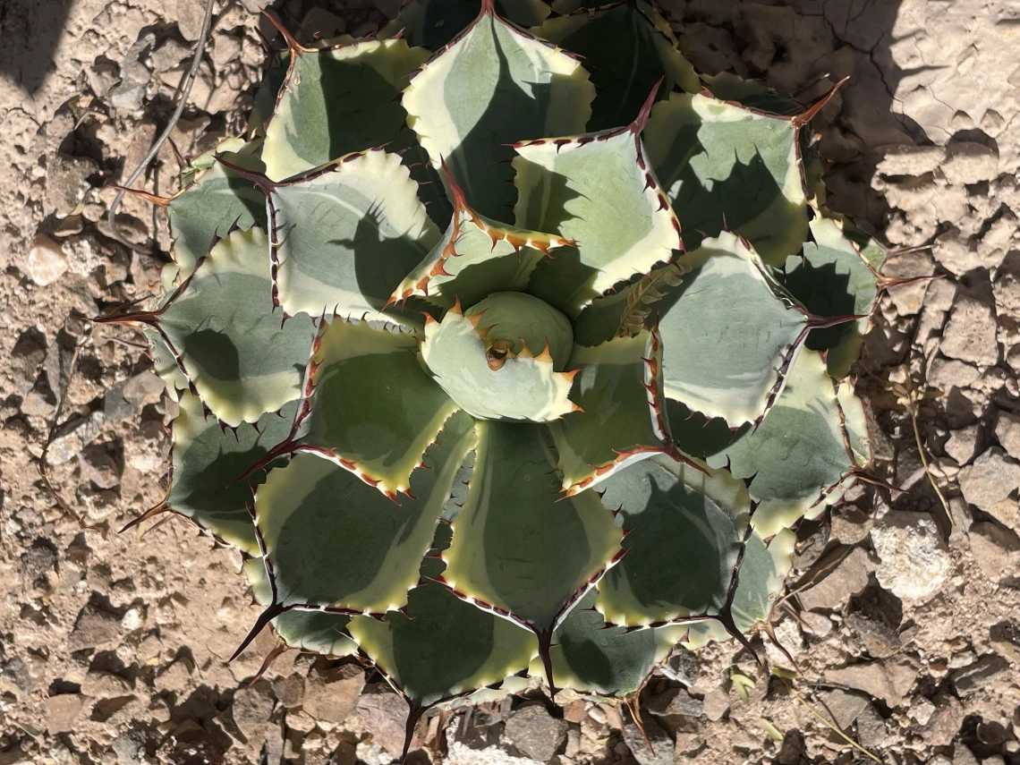 agave