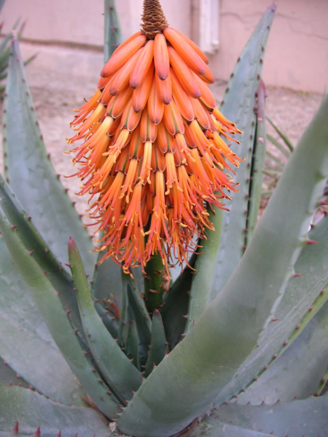 Aloe ferox