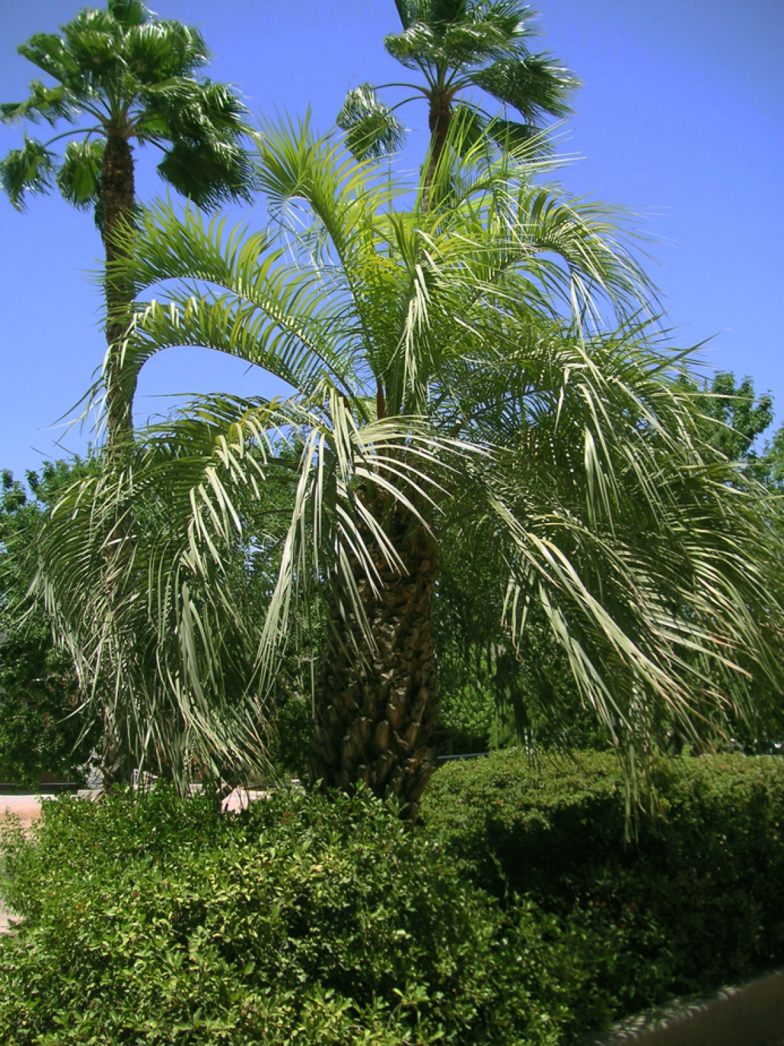 palm