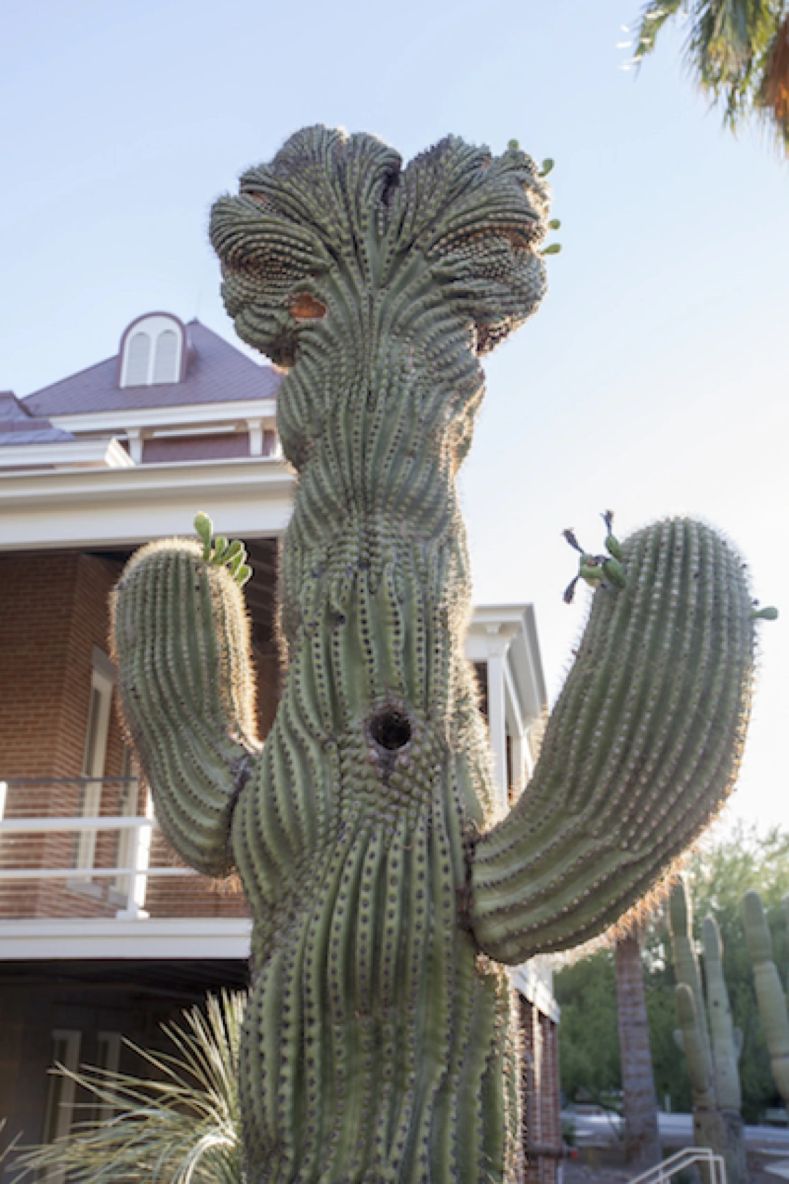 crested saguaro