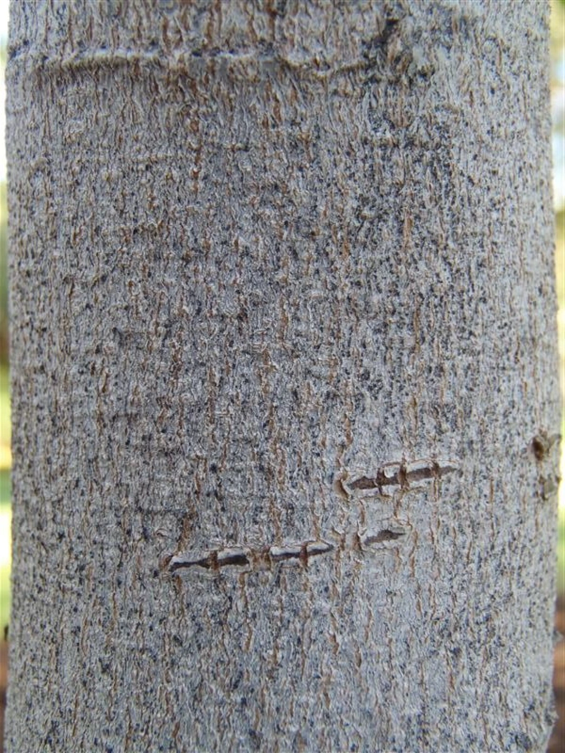 cersil