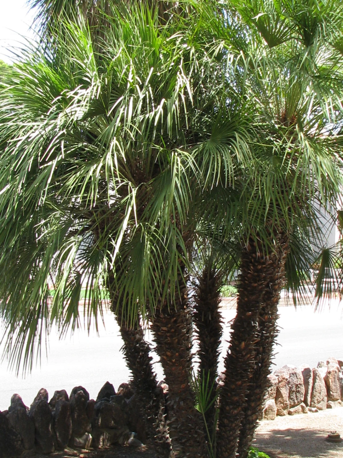 palm