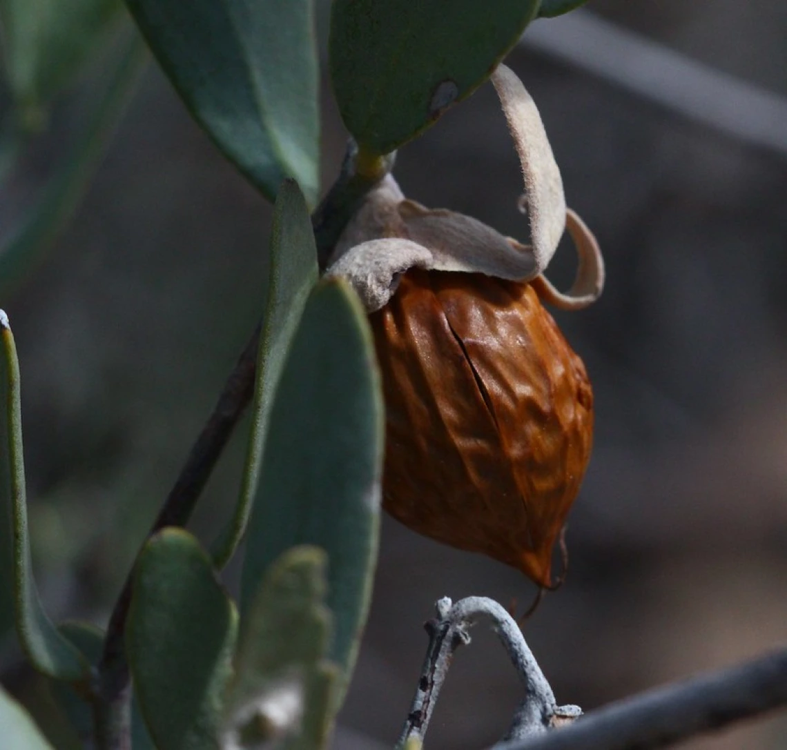 jojoba 