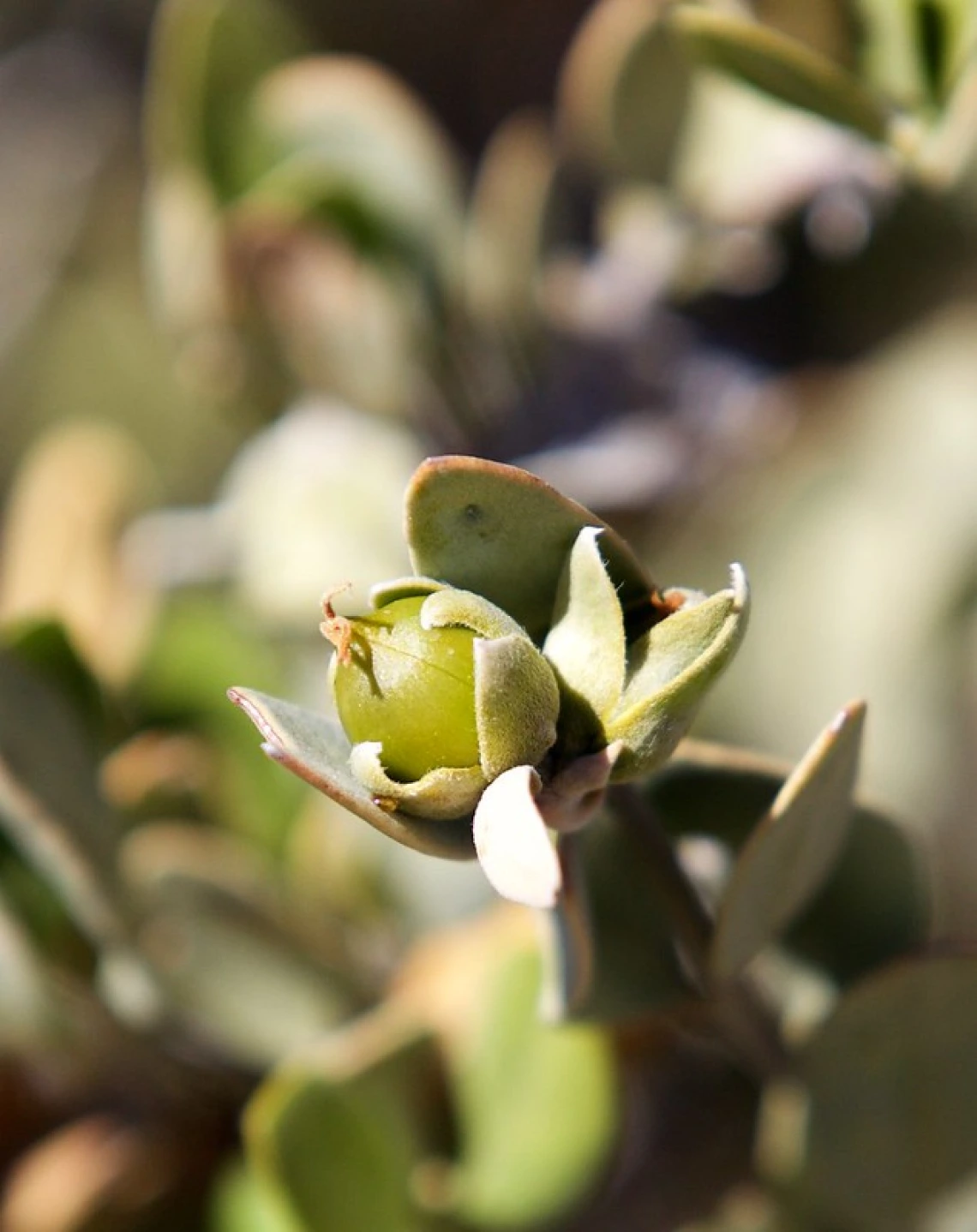 jojoba