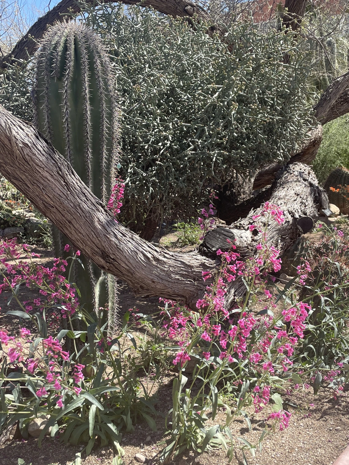 Penstemon parryi