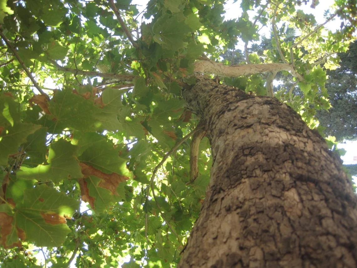 A New Moon Tree Has Landed! | UA Campus Arboretum