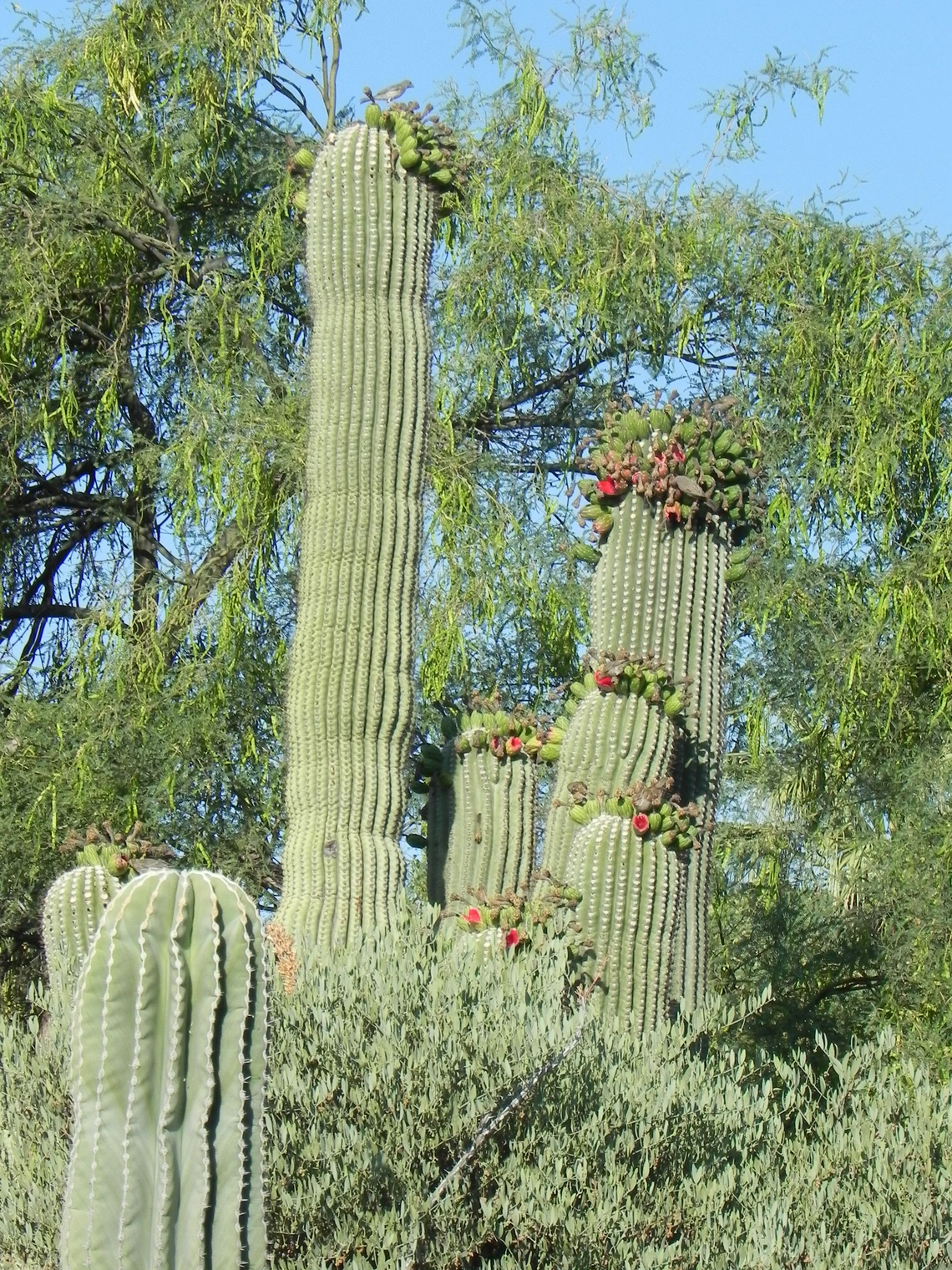 Krutch Garden Entrance