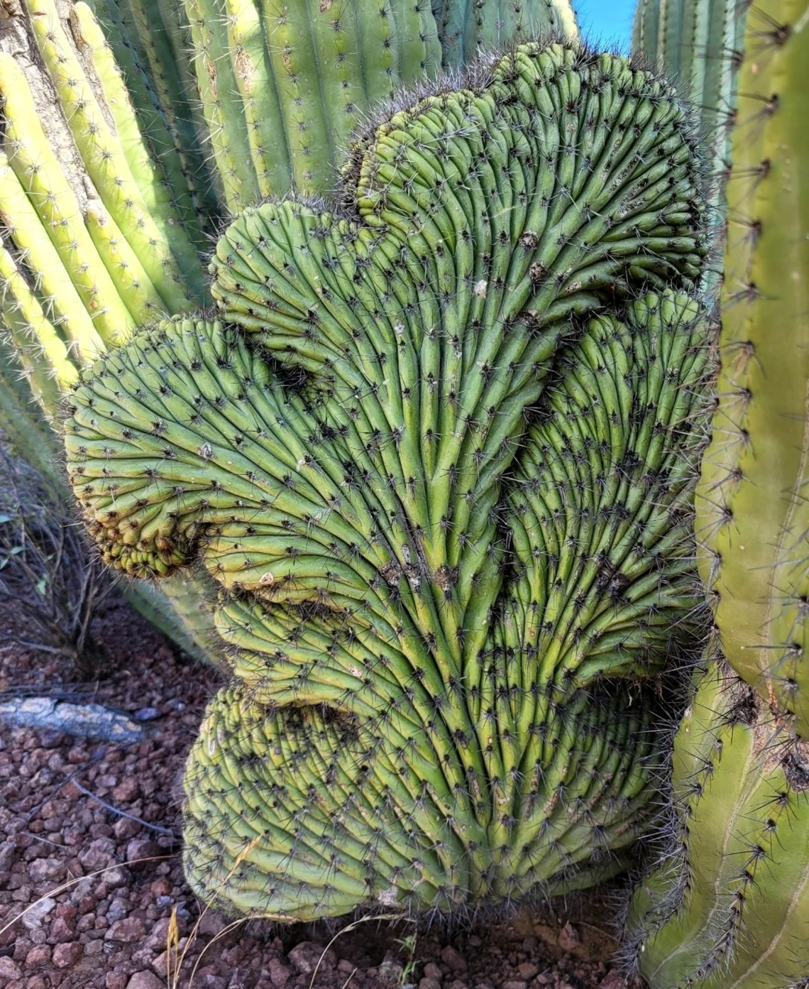 Stenocereus thurberi crest