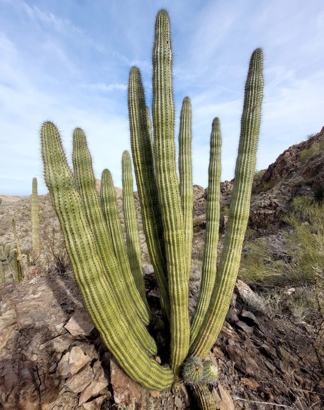 Stenocereus thurberi 
