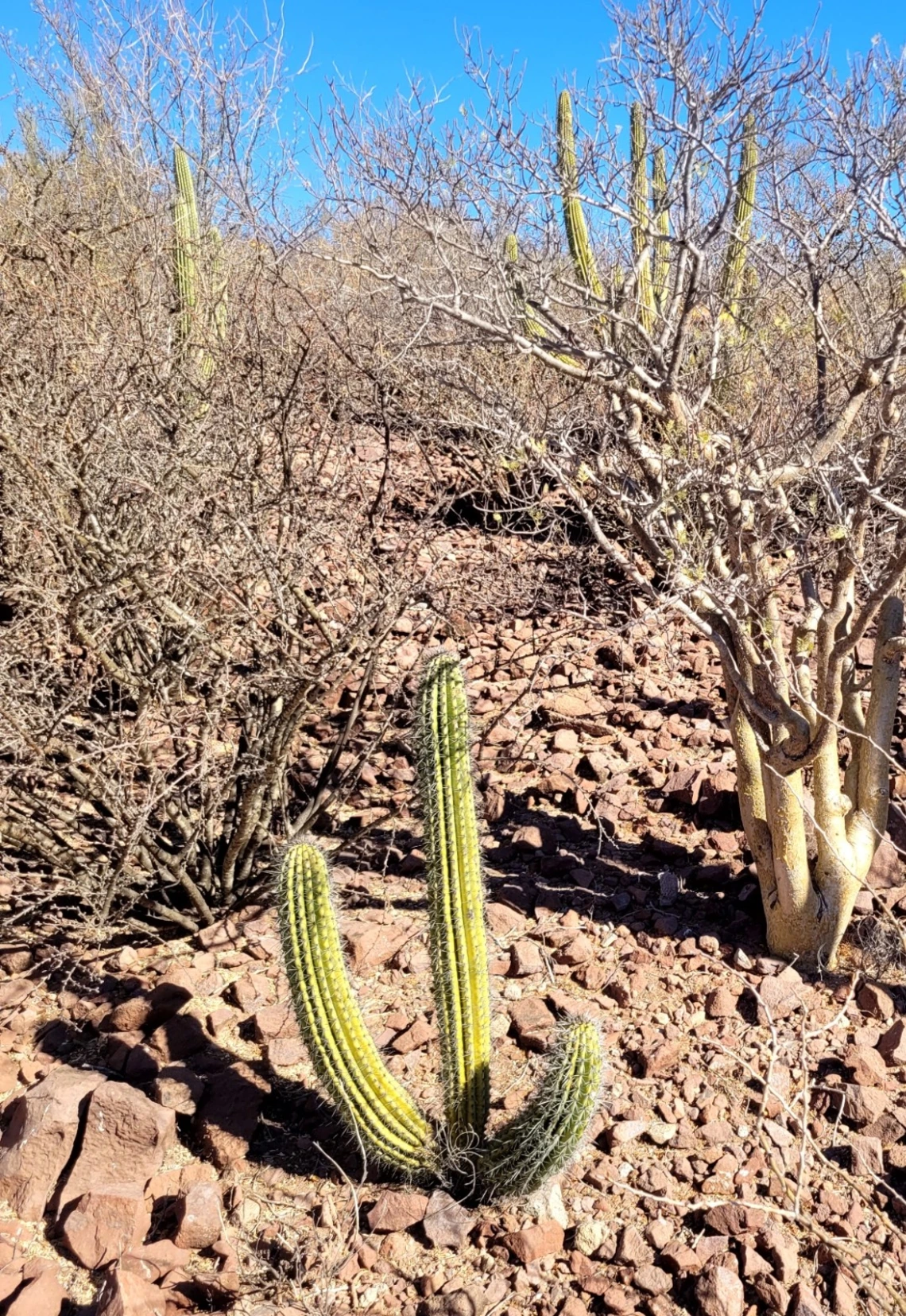 Stenocereus thurberi 