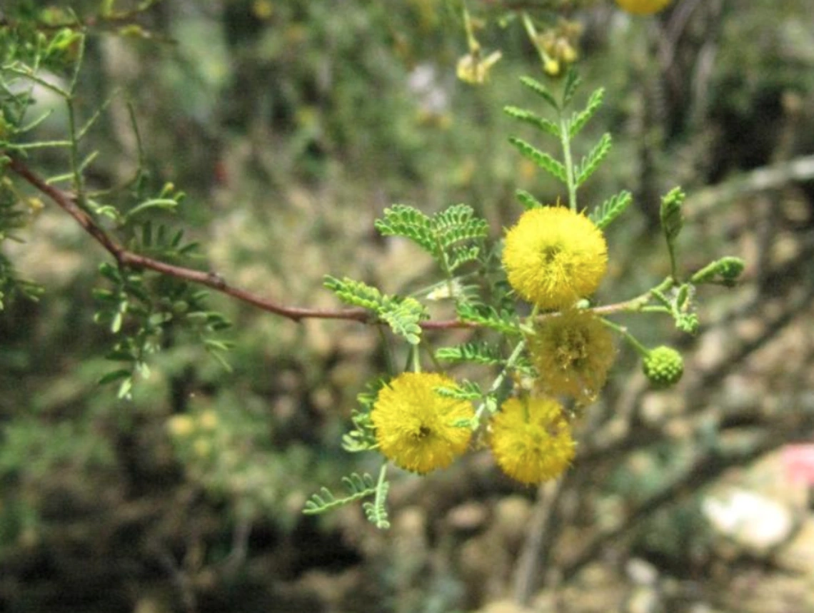 Acacia constricta flower