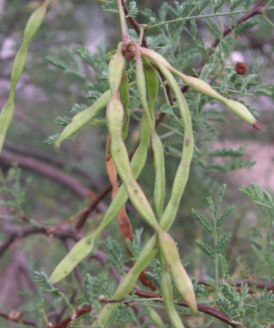 Acacia constricta fruit