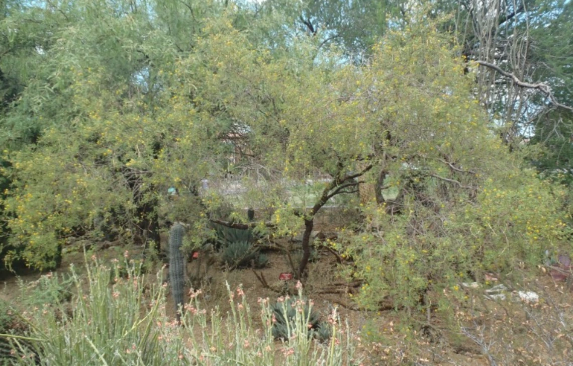 Acacia constricta full