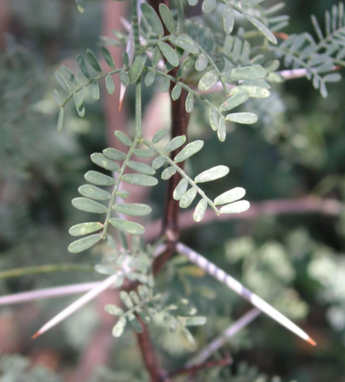Acacia constricta stem