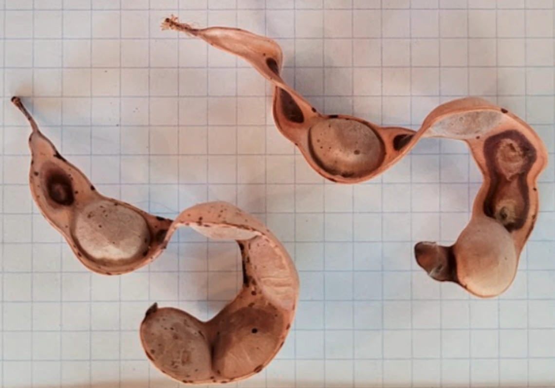 Acacia greggii fruit