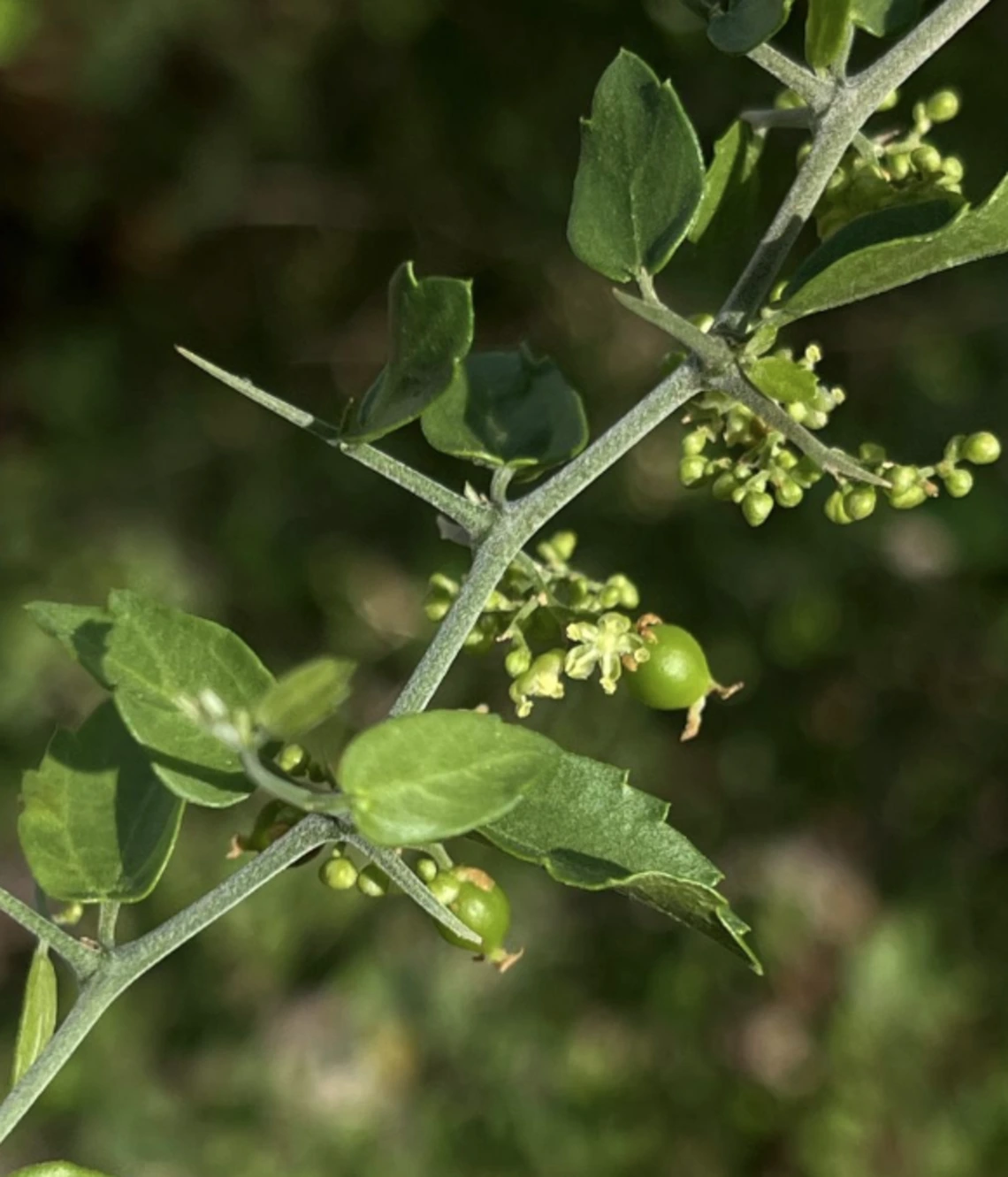 Celtis pallida flower