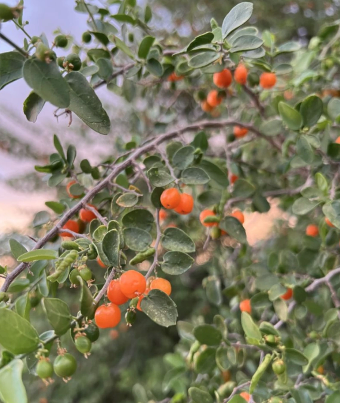 Celtis pallida fruit