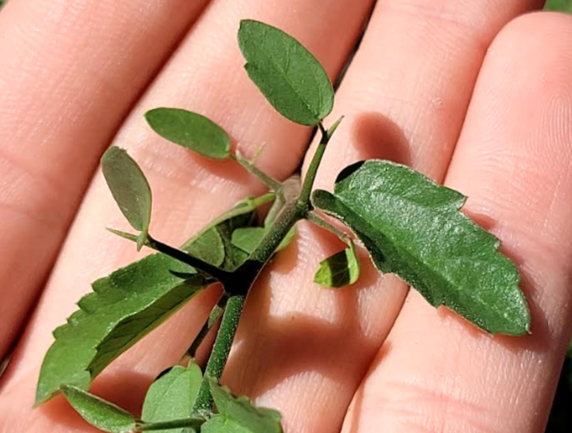 Celtis pallida spine growth