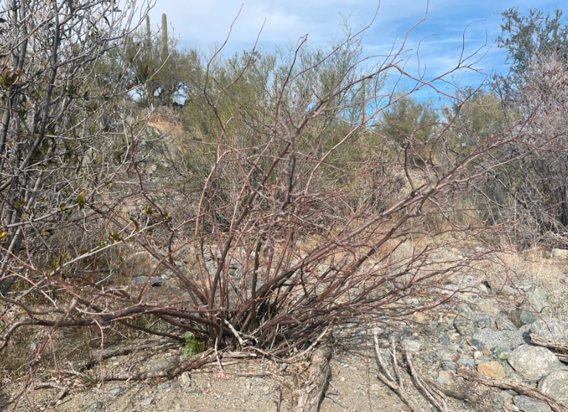 Jatropha cardiophylla defoliated