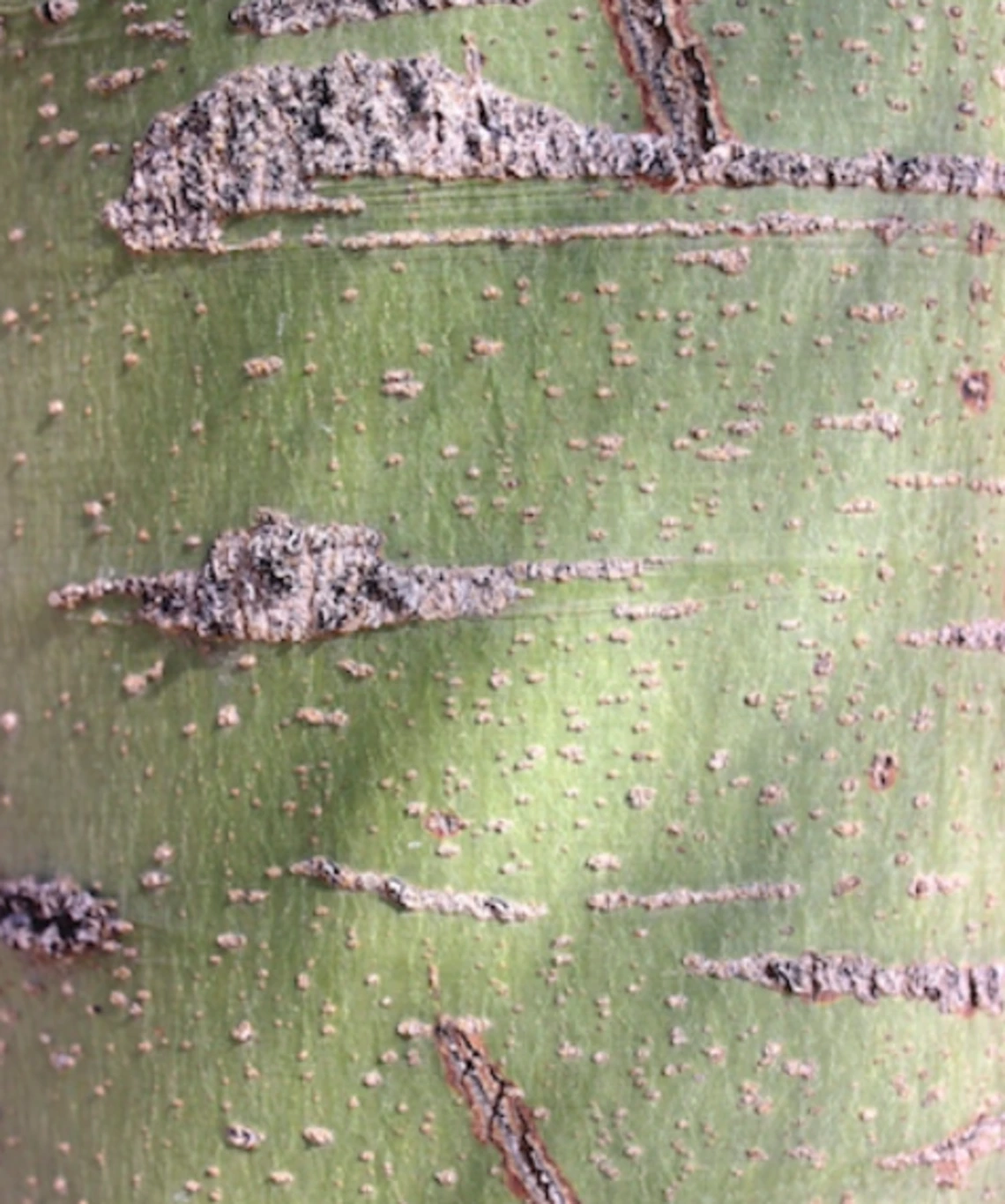 Parkinsonia florida bark