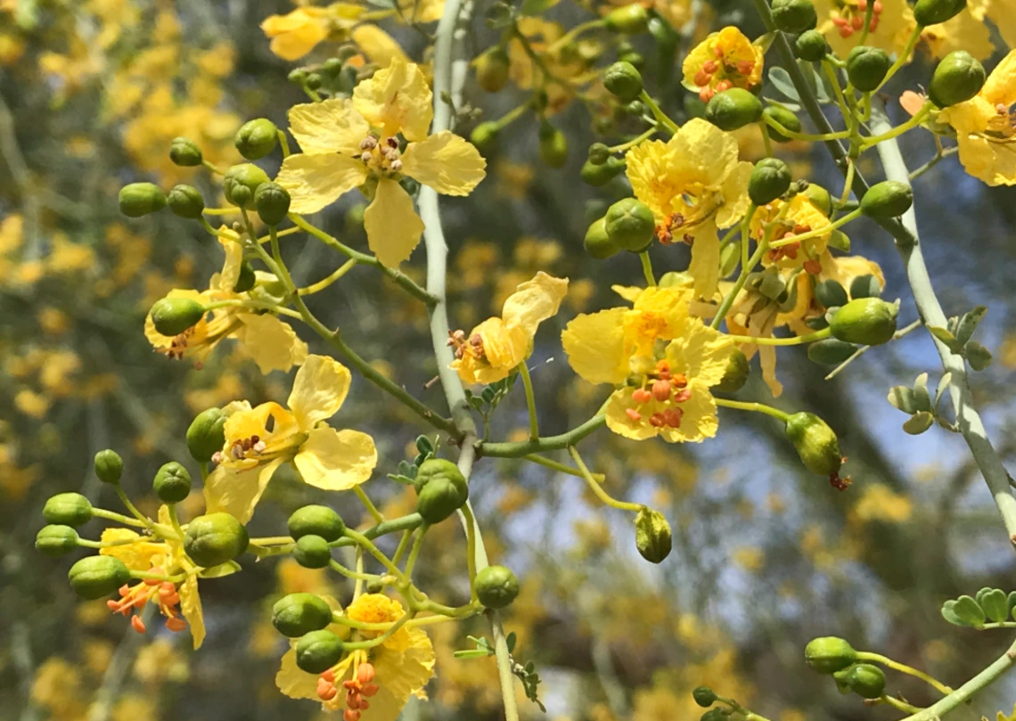 Parkinsonia florida flower