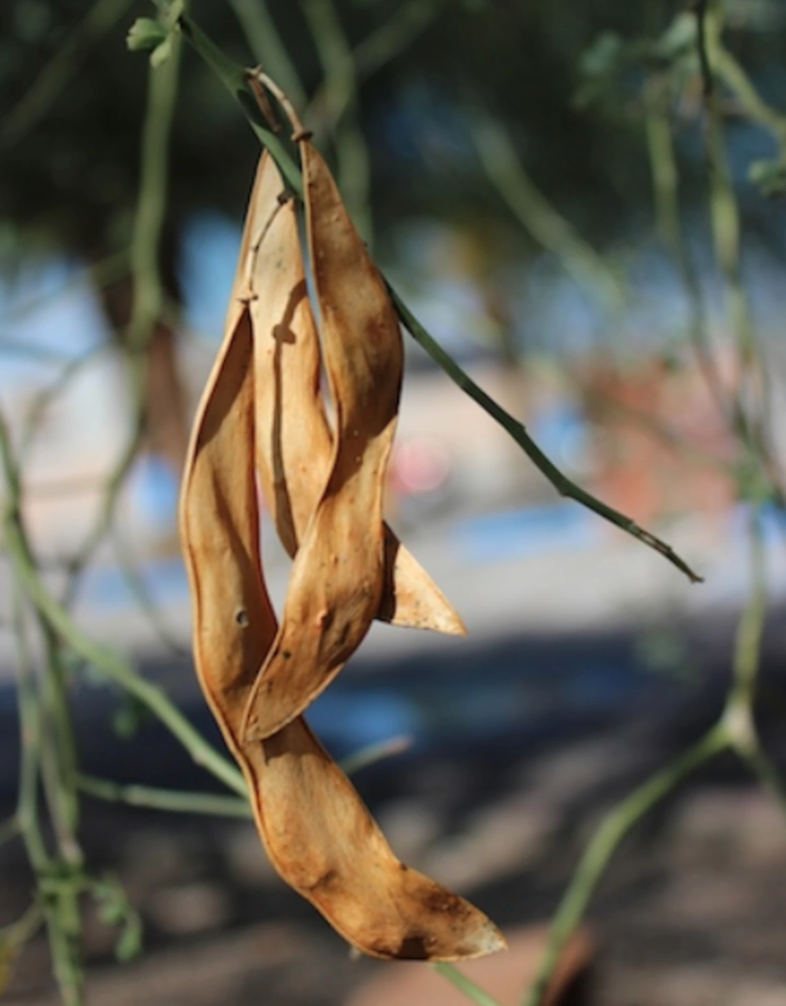 Parkinsonia florida fruit