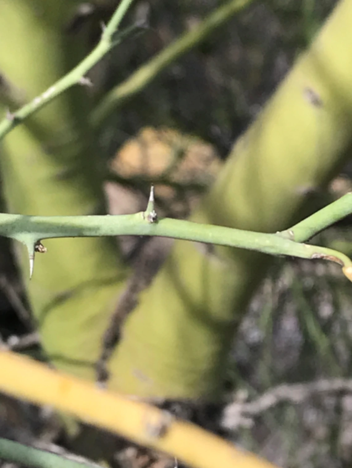 Parkinsonia florida stem