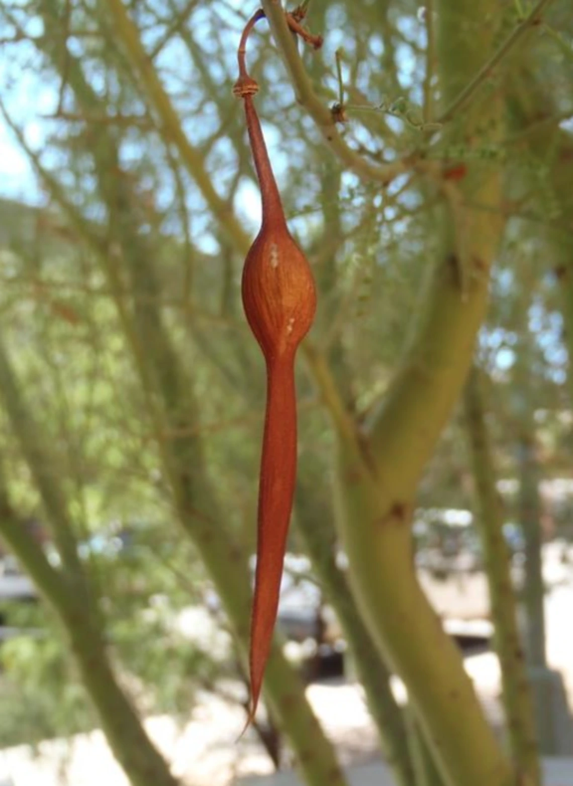 Parkinsonia microphylla fruit