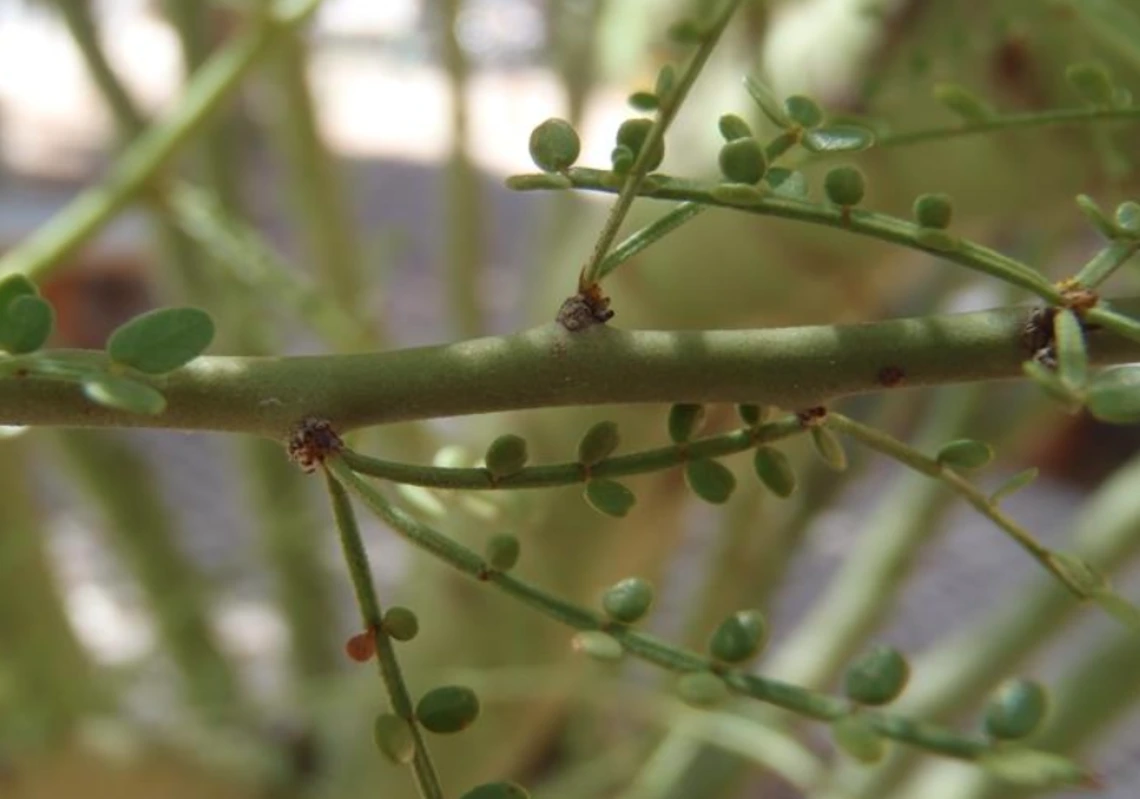 Parkinsonia microphylla stem