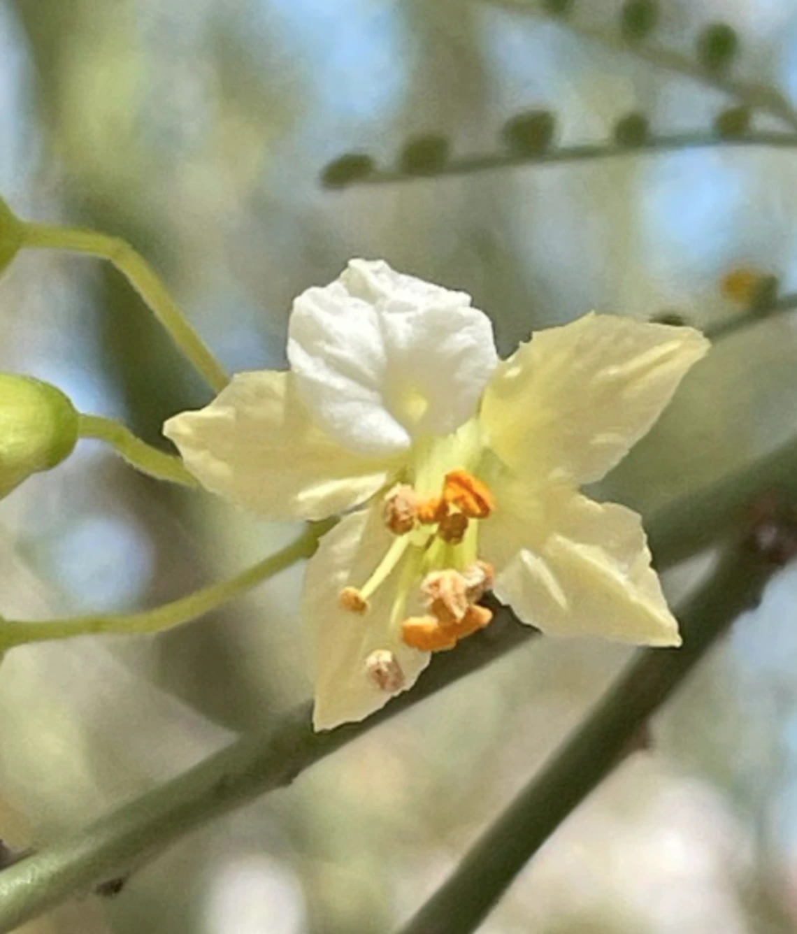 Parkinsonia microphylla flower