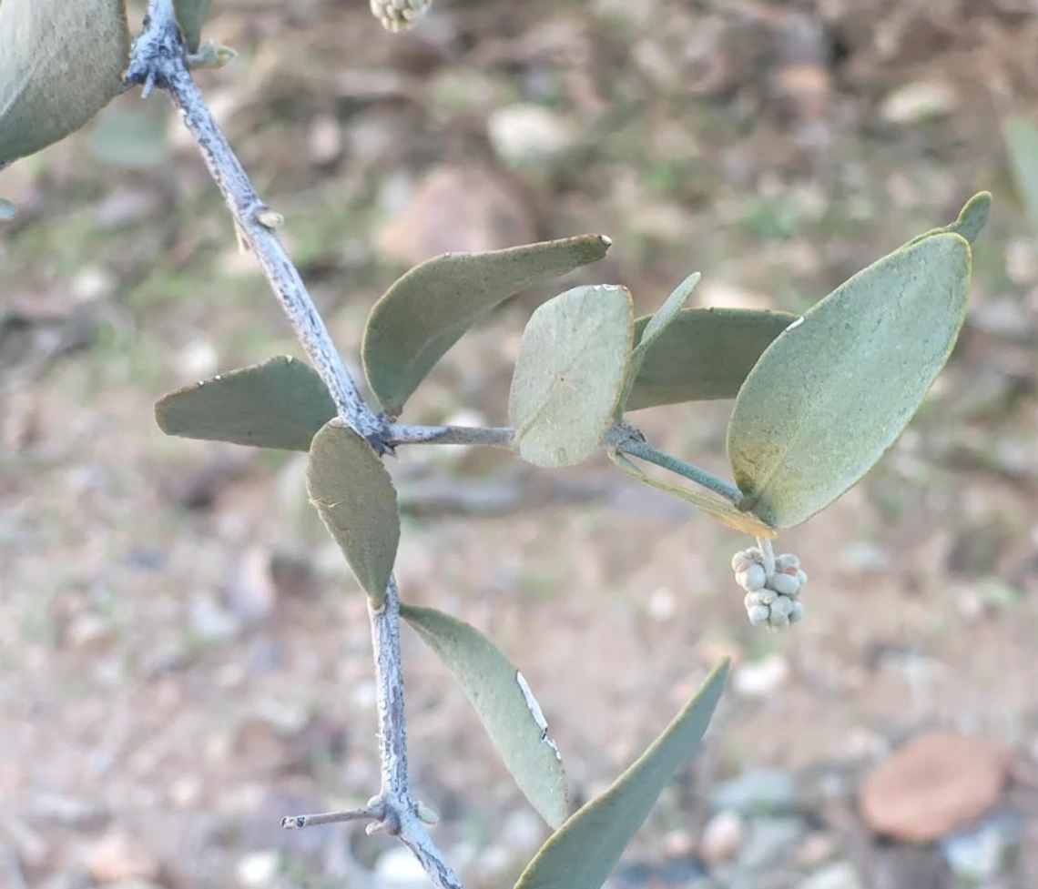 Simmondsia chinensis male flower
