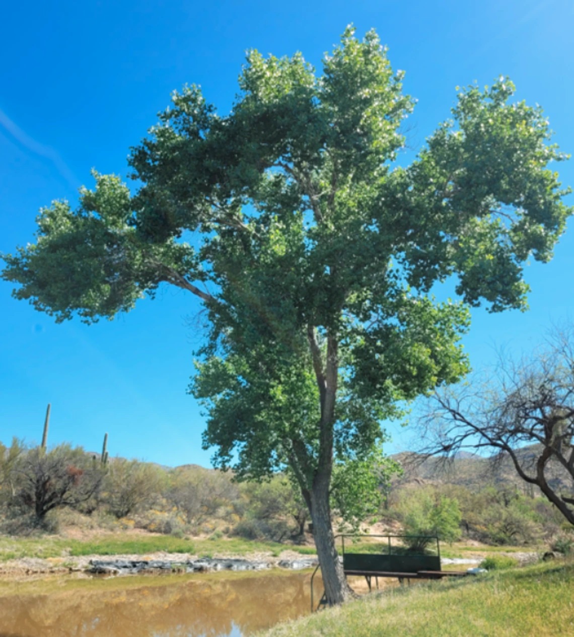 Populus fremontii full plant