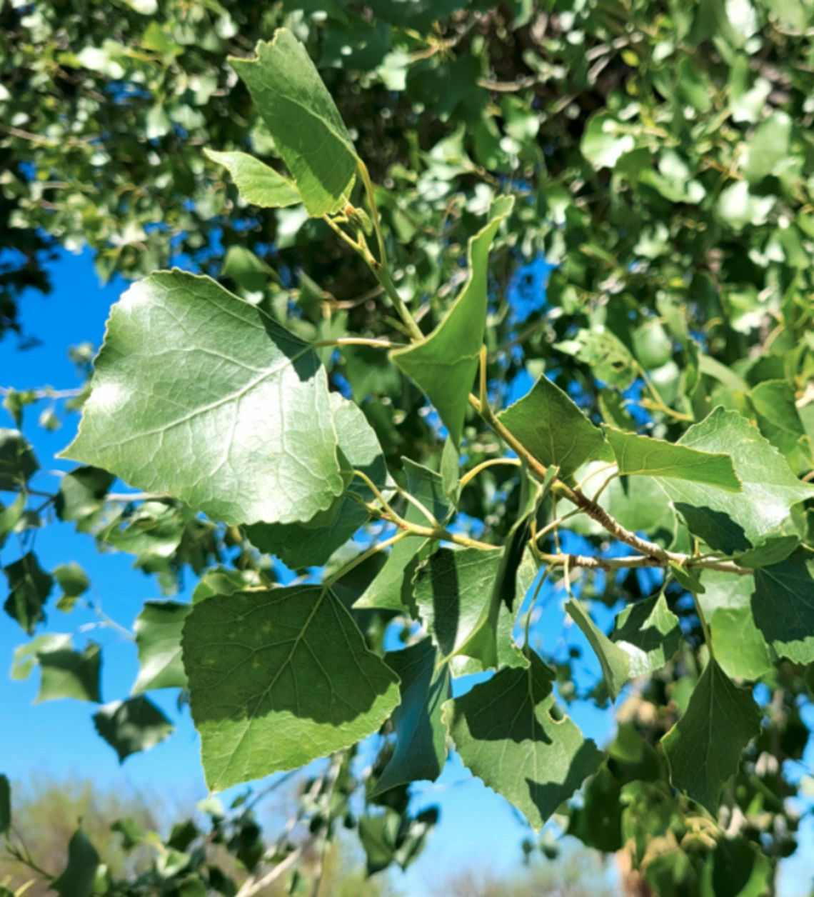 Populus fremontii leaf
