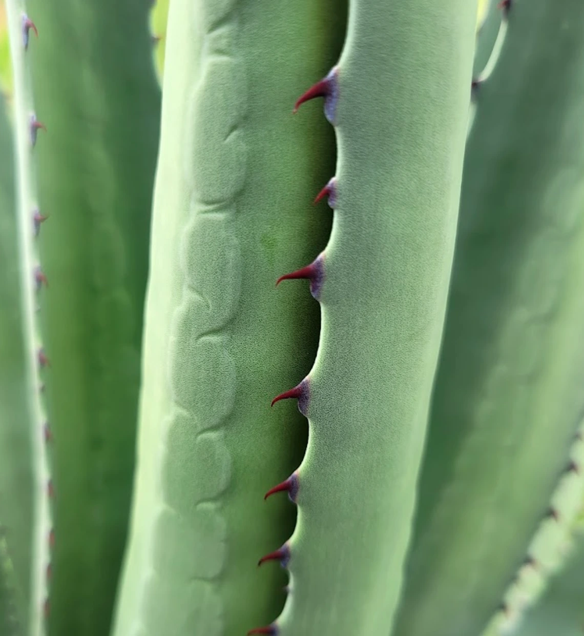 Agave palmeri teeth