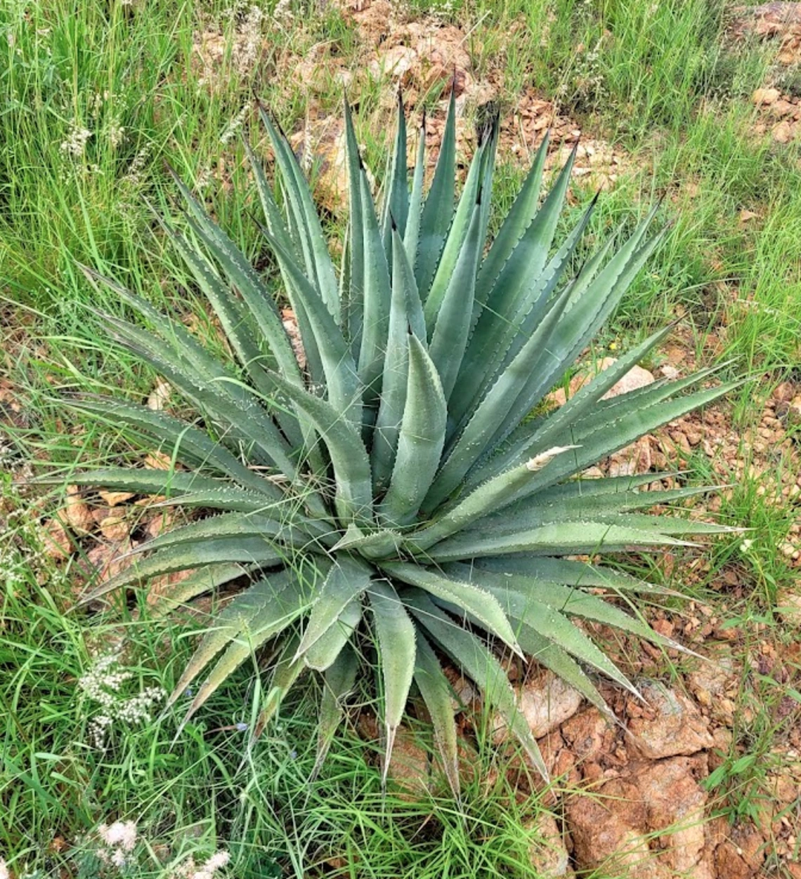 Agave palmeri full plant