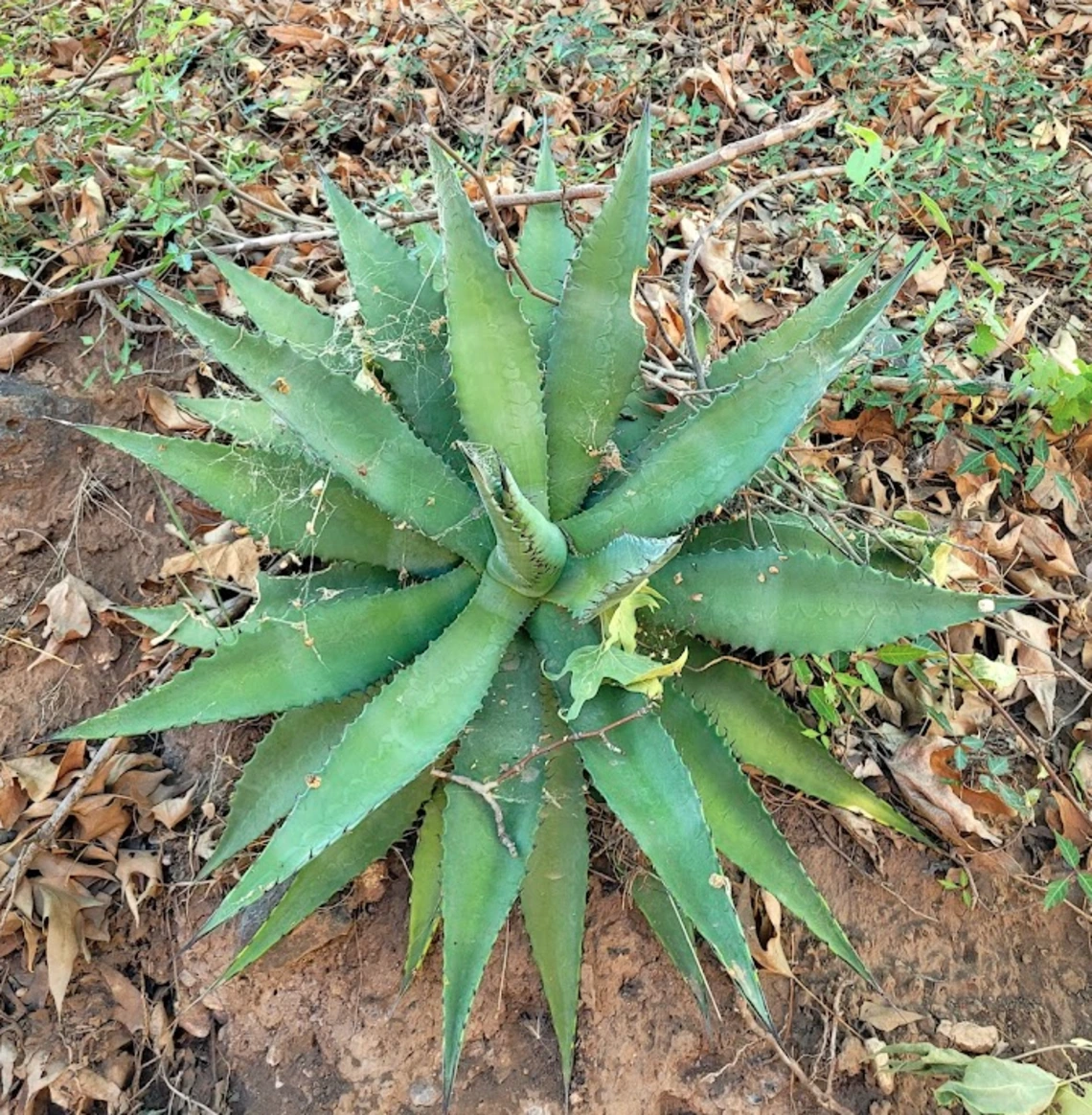 Agave palmeri full plant 2