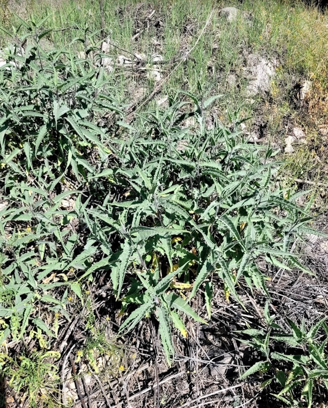 Ambrosia ambrosoides full plant