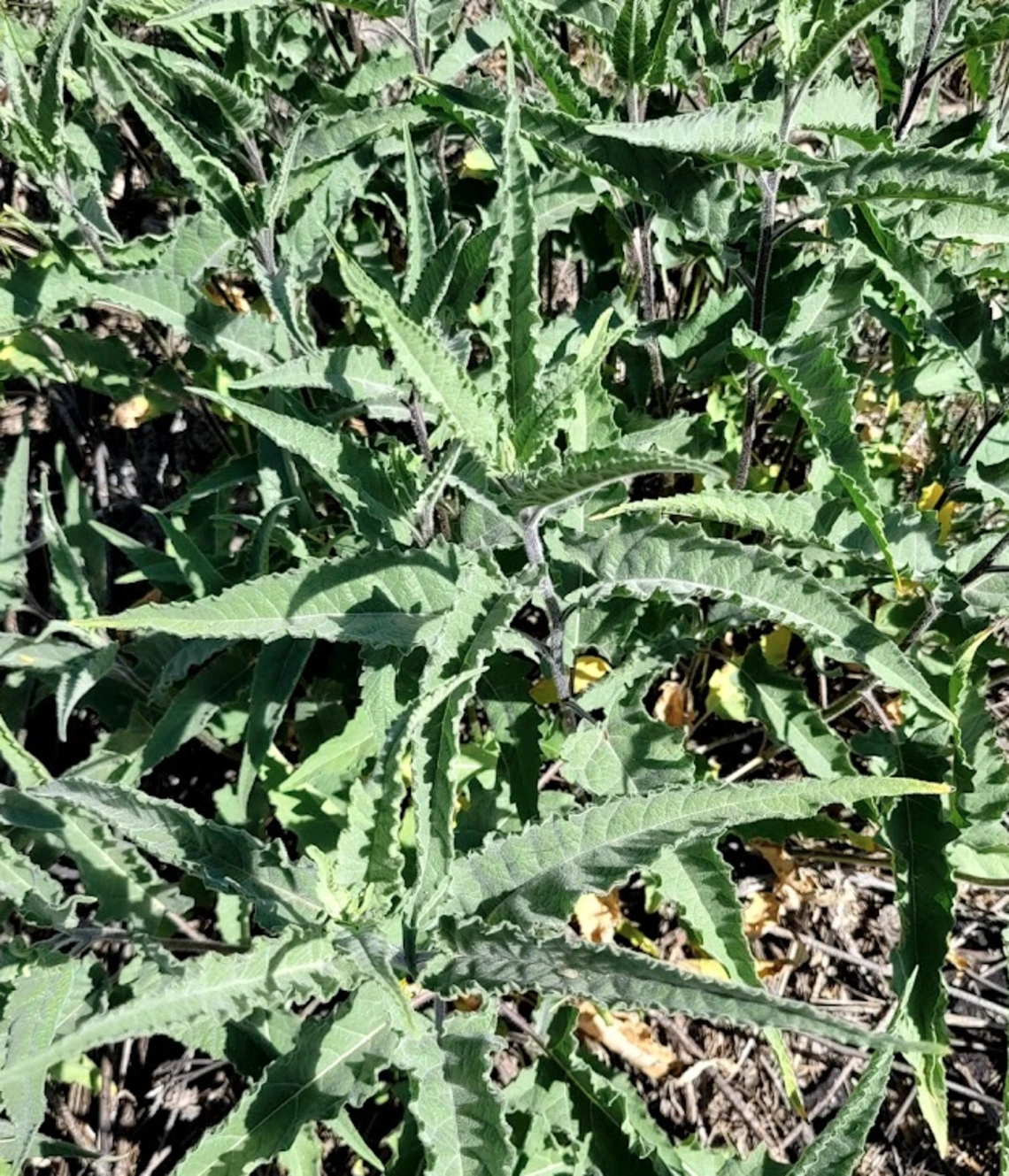 Ambrosia ambrosoides leaf