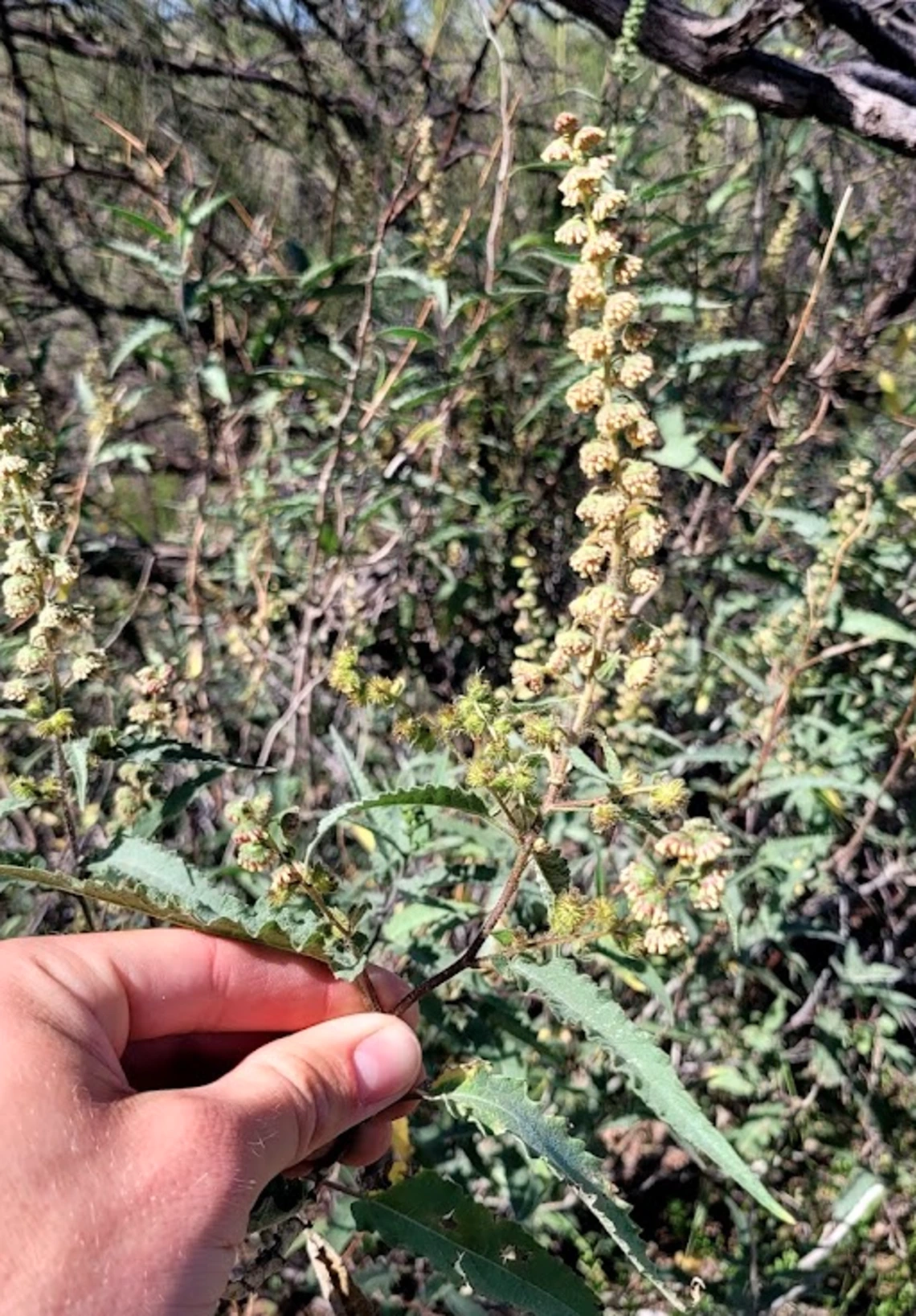 Ambrosia ambrosoides flower