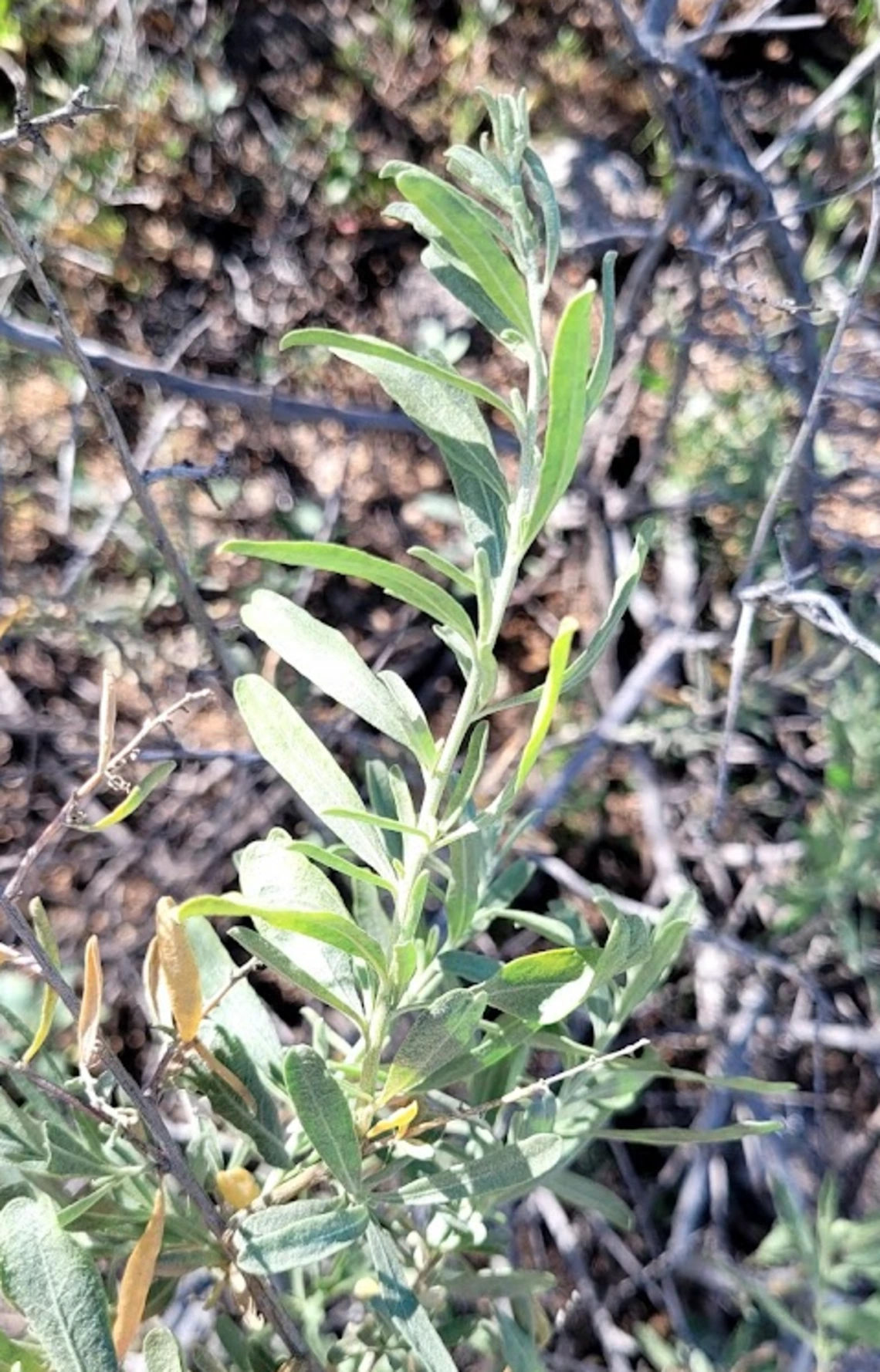 Atriplex canescens stem