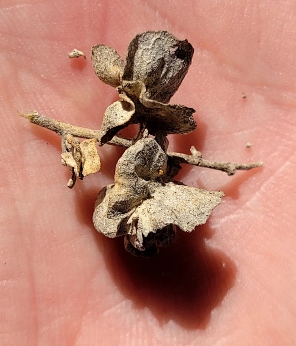 Atriplex canescens fruit